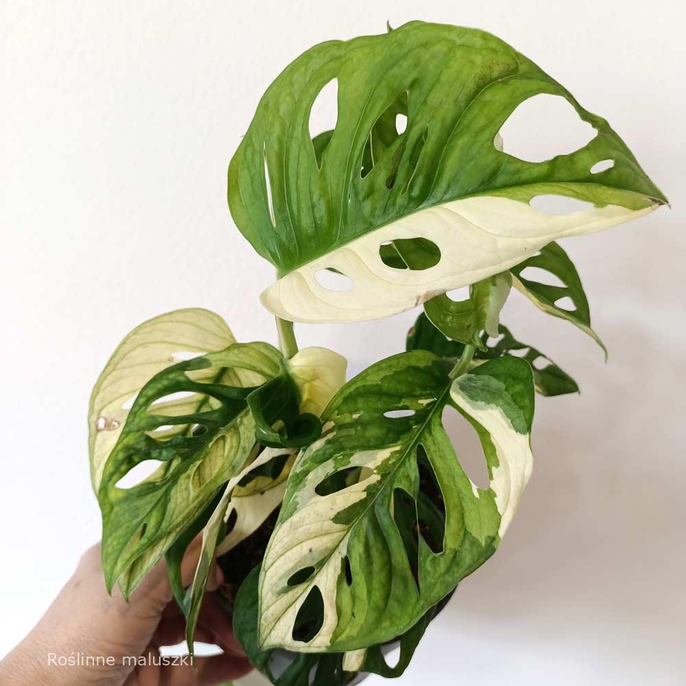 Monstera obliqua monkey Japanese Tricolor