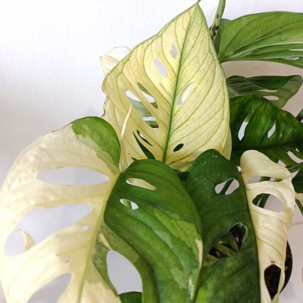 Monstera obliqua monkey Japanese Tricolor