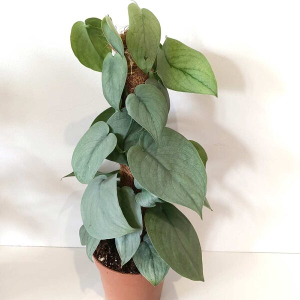 Scindapsus Silver Hero