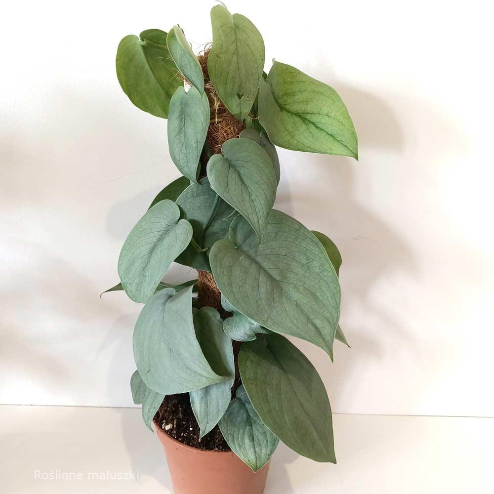 Scindapsus Silver Hero