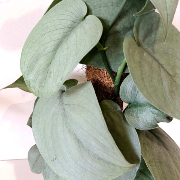 Scindapsus Silver Hero
