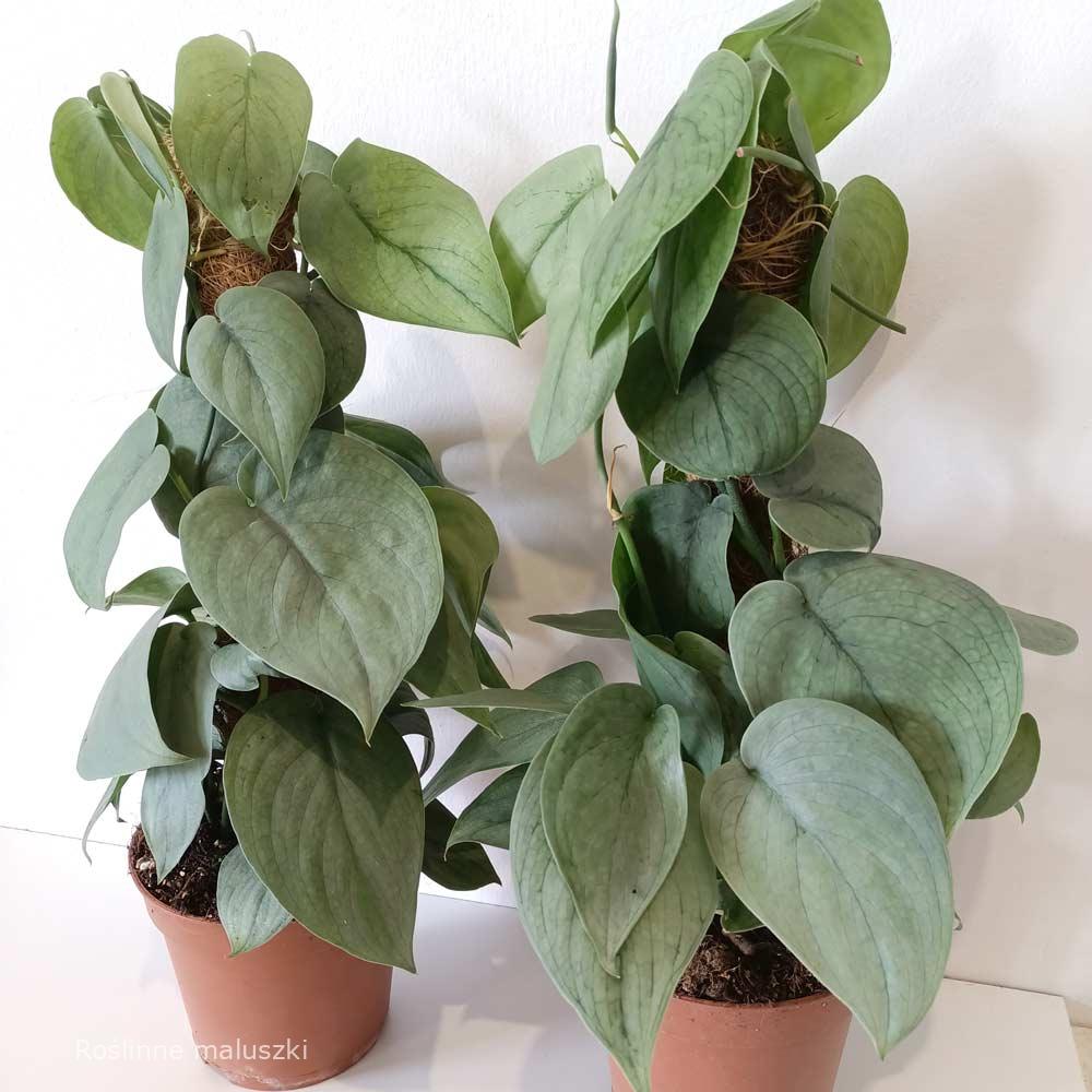 Scindapsus Silver Hero