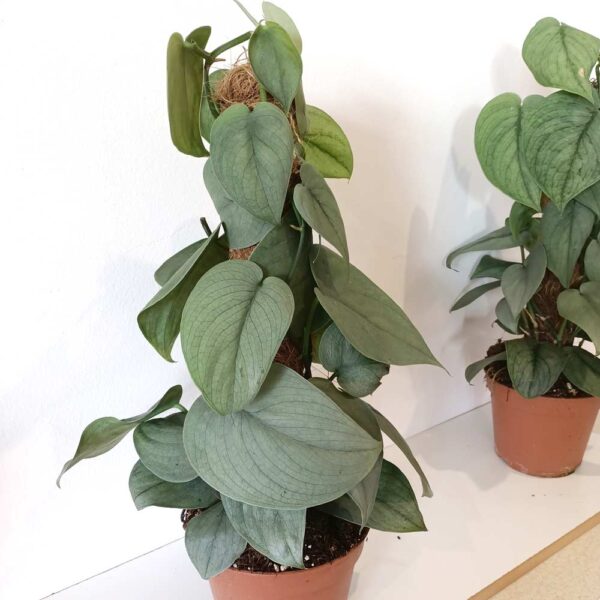 Scindapsus Silver Hero