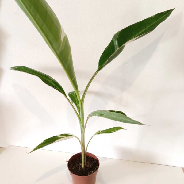 Musa Florida variegata (bananowiec)