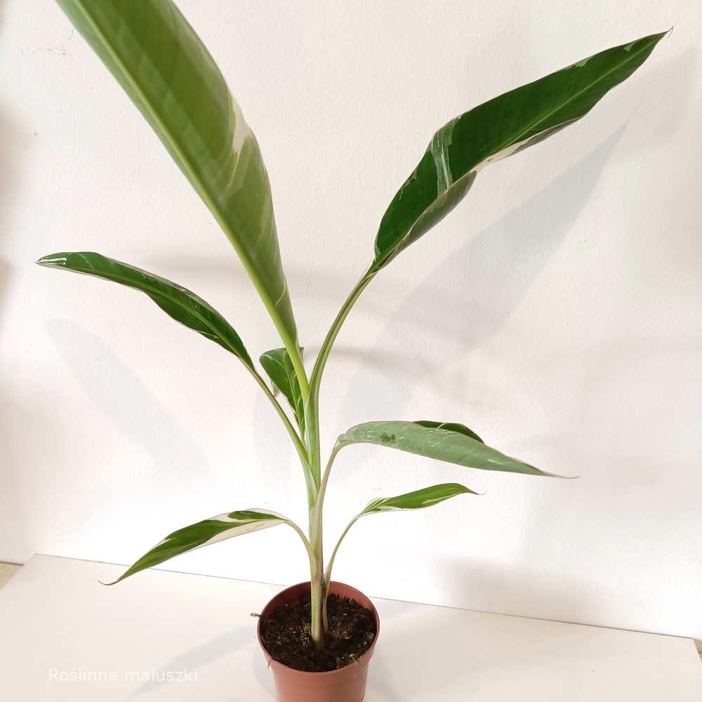 Musa Florida variegata (bananowiec)