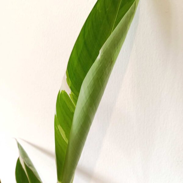 Musa Florida variegata (bananowiec)