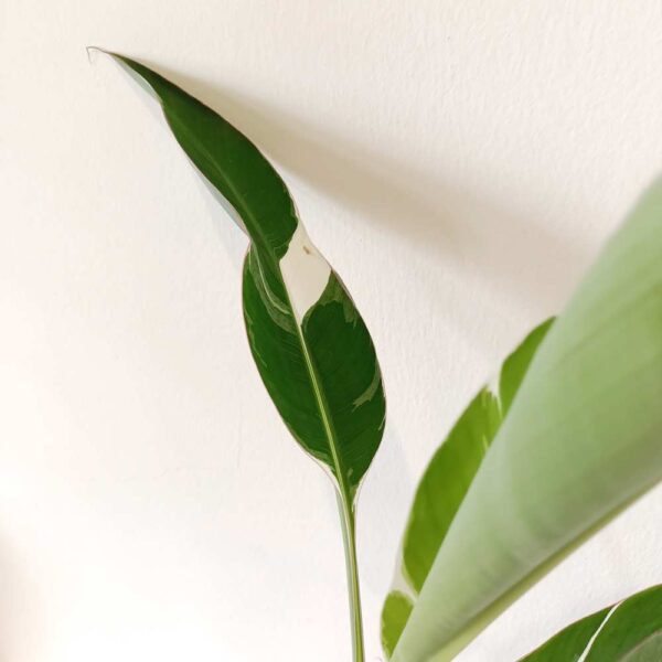 Musa Florida variegata (bananowiec)