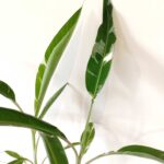 Musa Florida variegata (bananowiec)