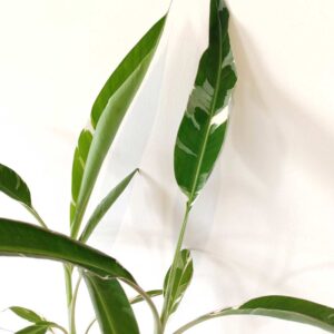 Musa Florida variegata (bananowiec)