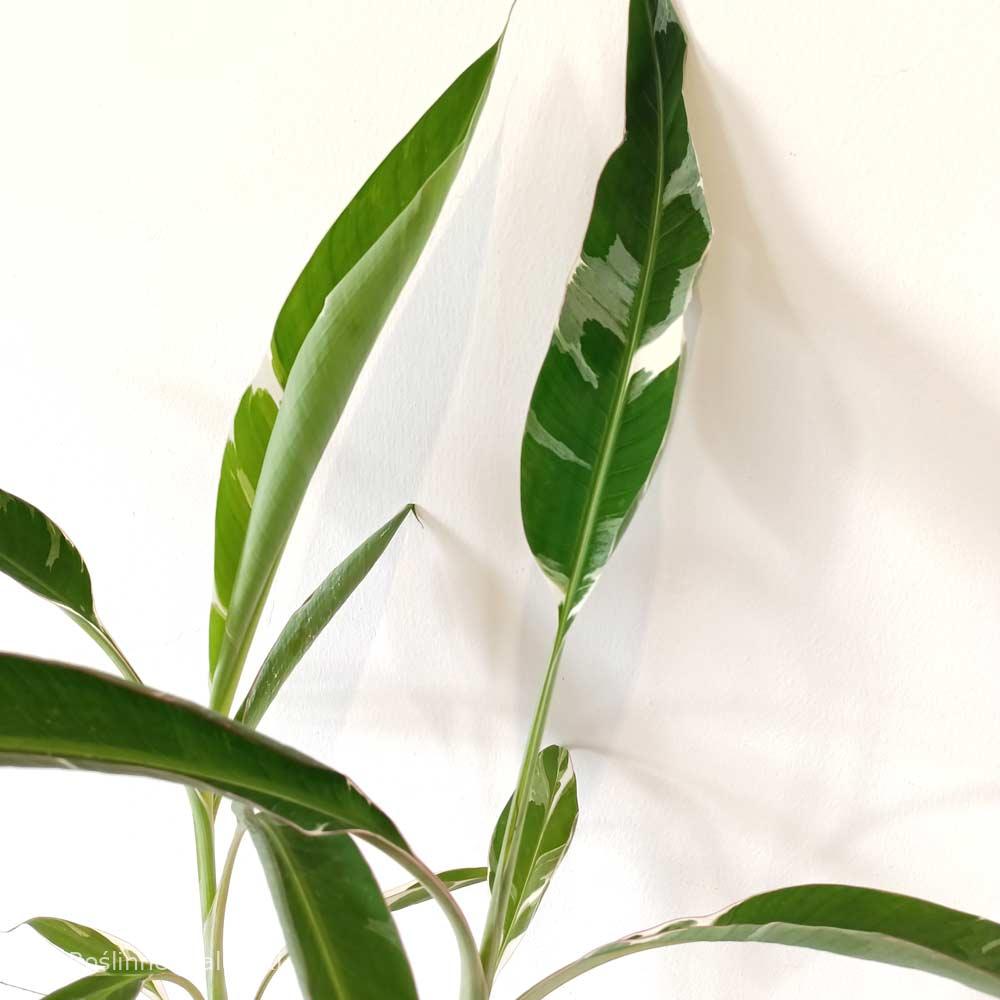 Musa Florida variegata (bananowiec)