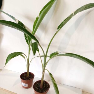 Musa Florida variegata (bananowiec)