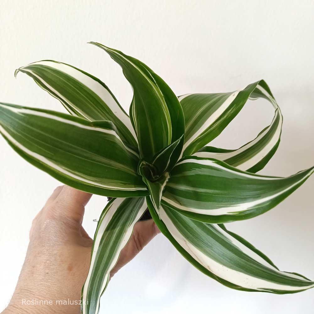 Dracaena White Jewel (dracena)