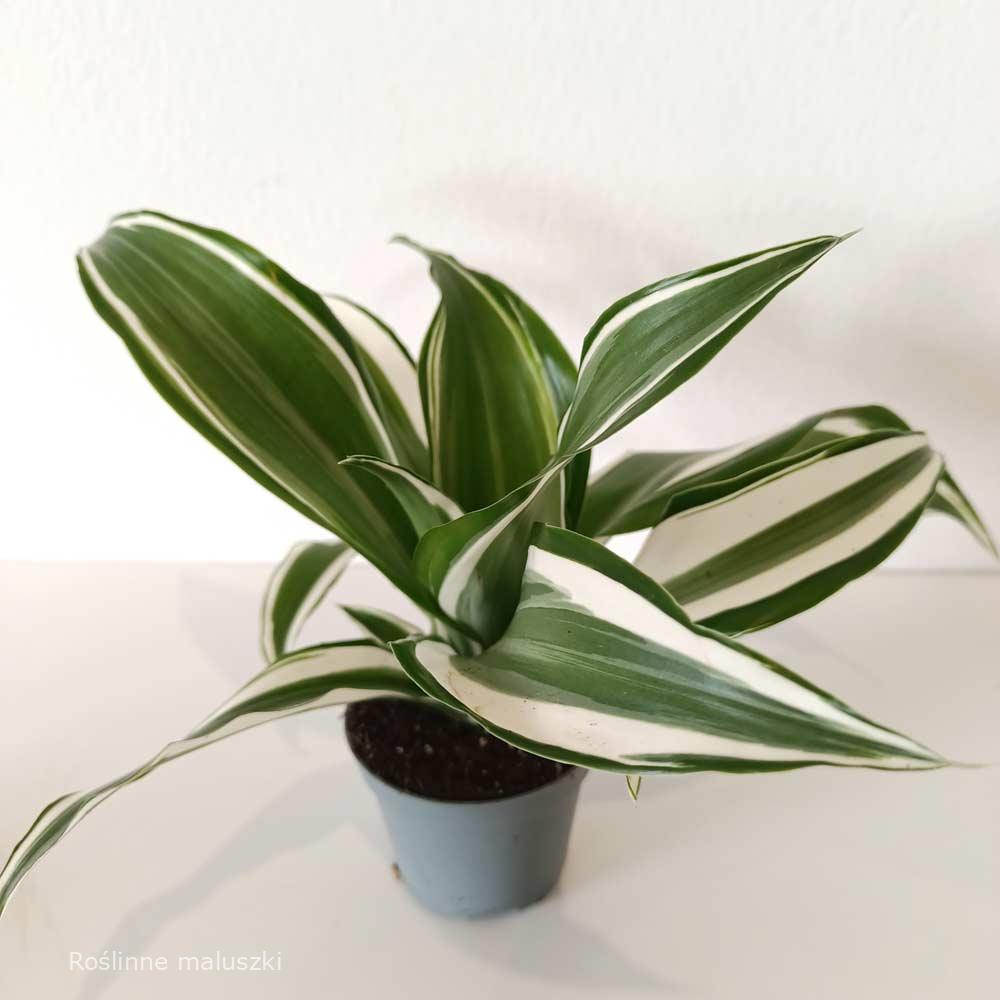 Dracaena White Jewel (dracena)