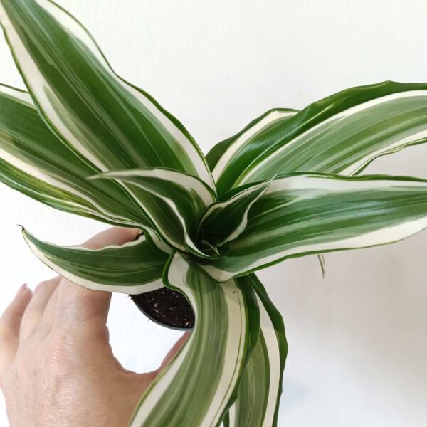 Dracaena White Jewel (dracena)