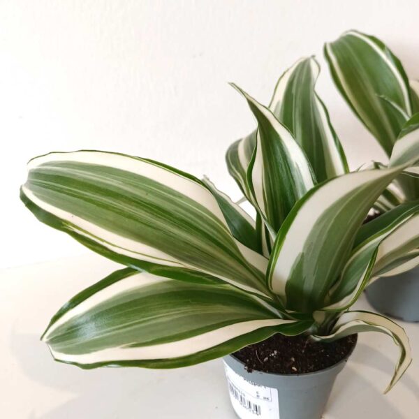 Dracaena White Jewel (dracena)