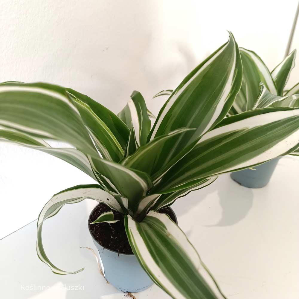 Dracaena White Jewel (dracena)