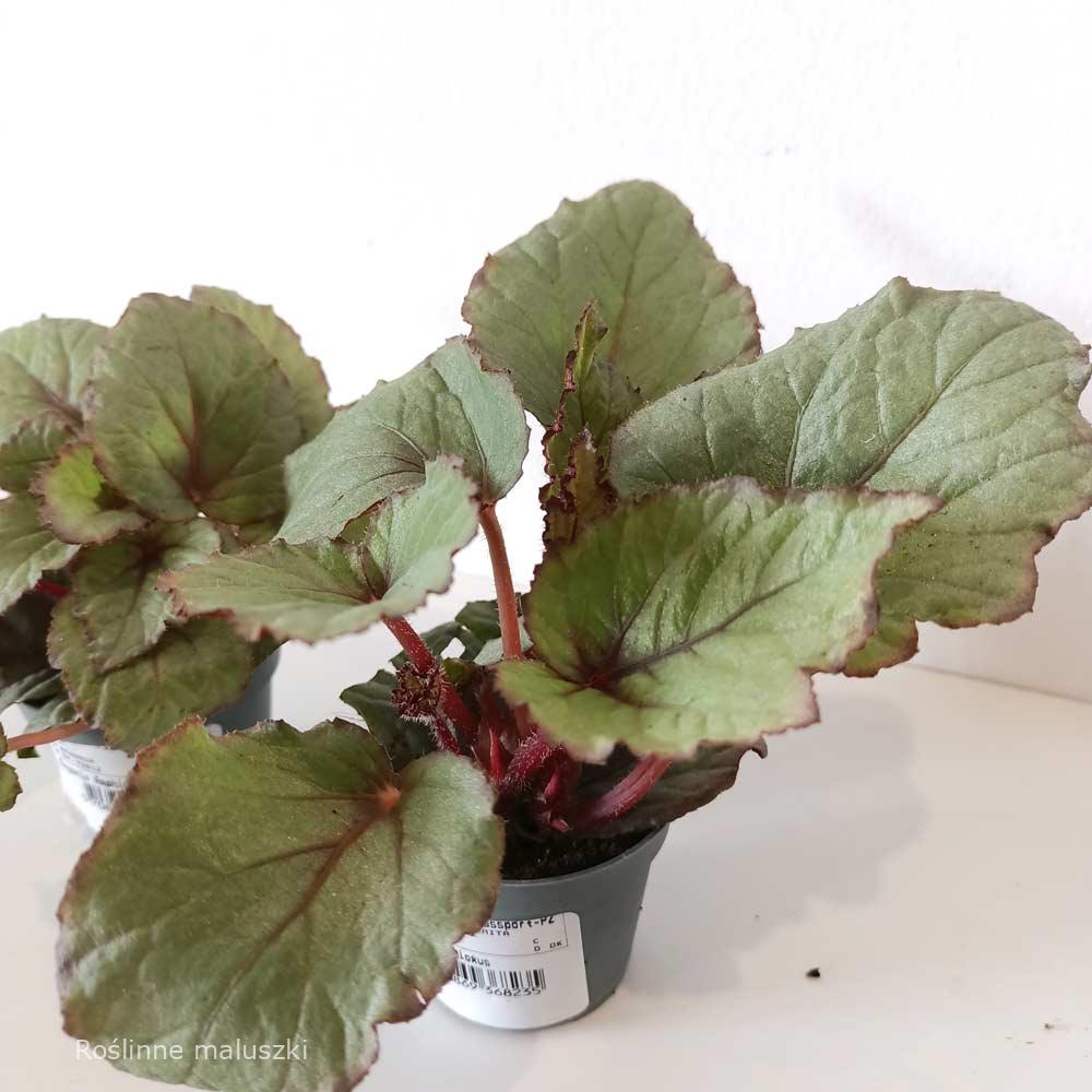 Begonia Magic Colours Bolero