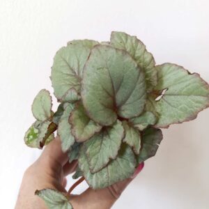 Begonia Magic Colours Bolero