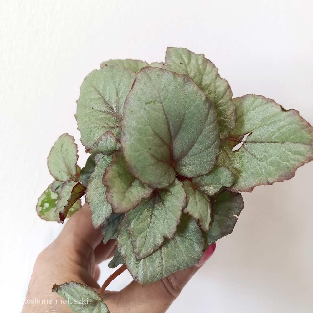 Begonia Magic Colours Bolero