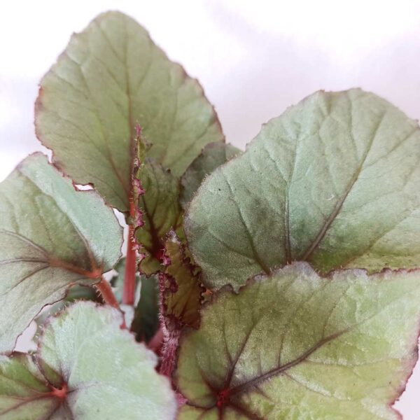 Begonia Magic Colours Bolero