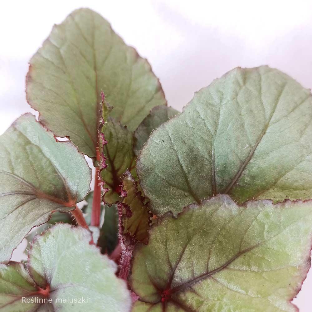 Begonia Magic Colours Bolero