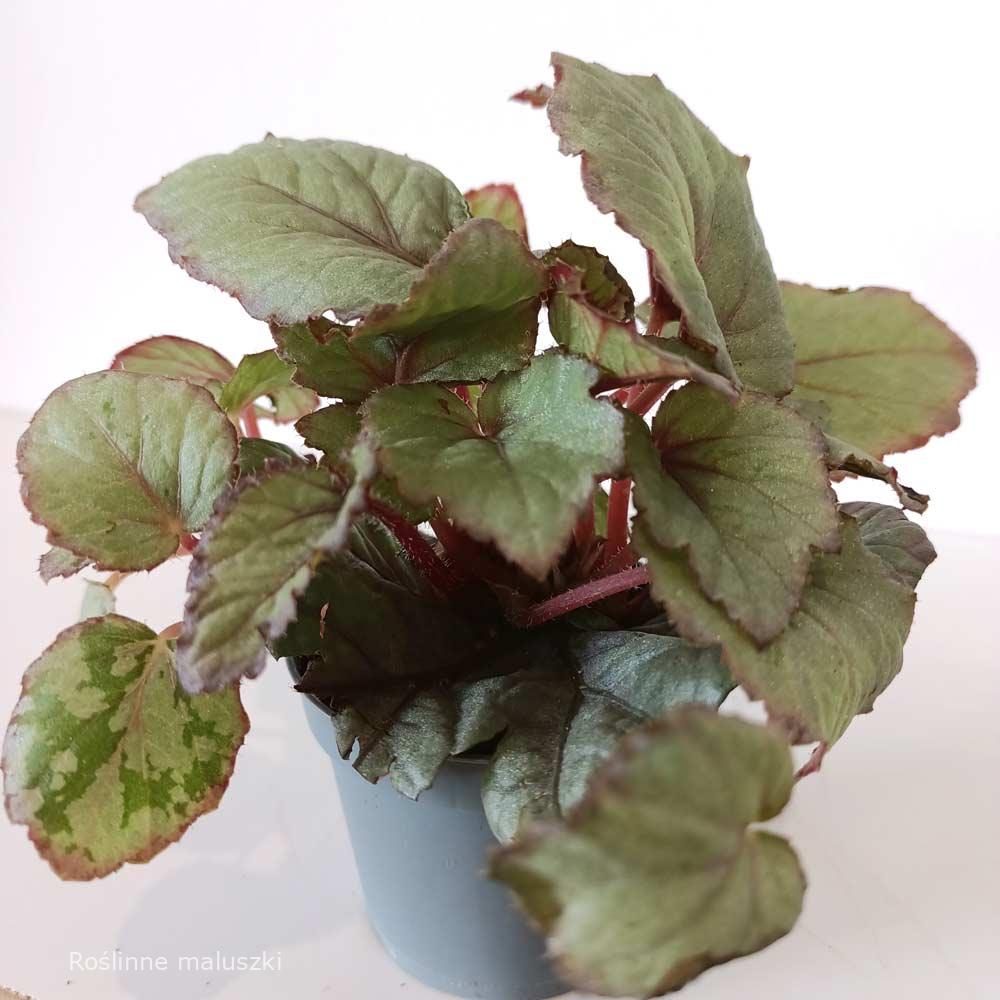 Begonia Magic Colours Bolero