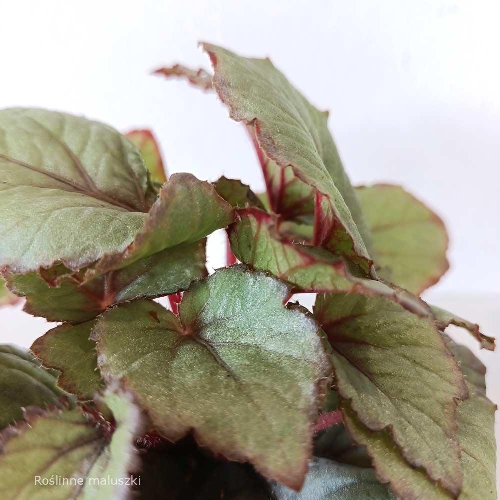 Begonia Magic Colours Bolero