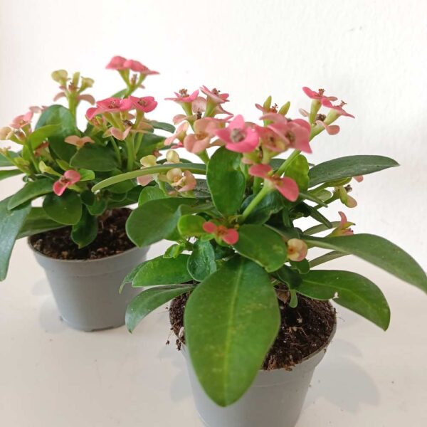 Euphorbia milii Rhea