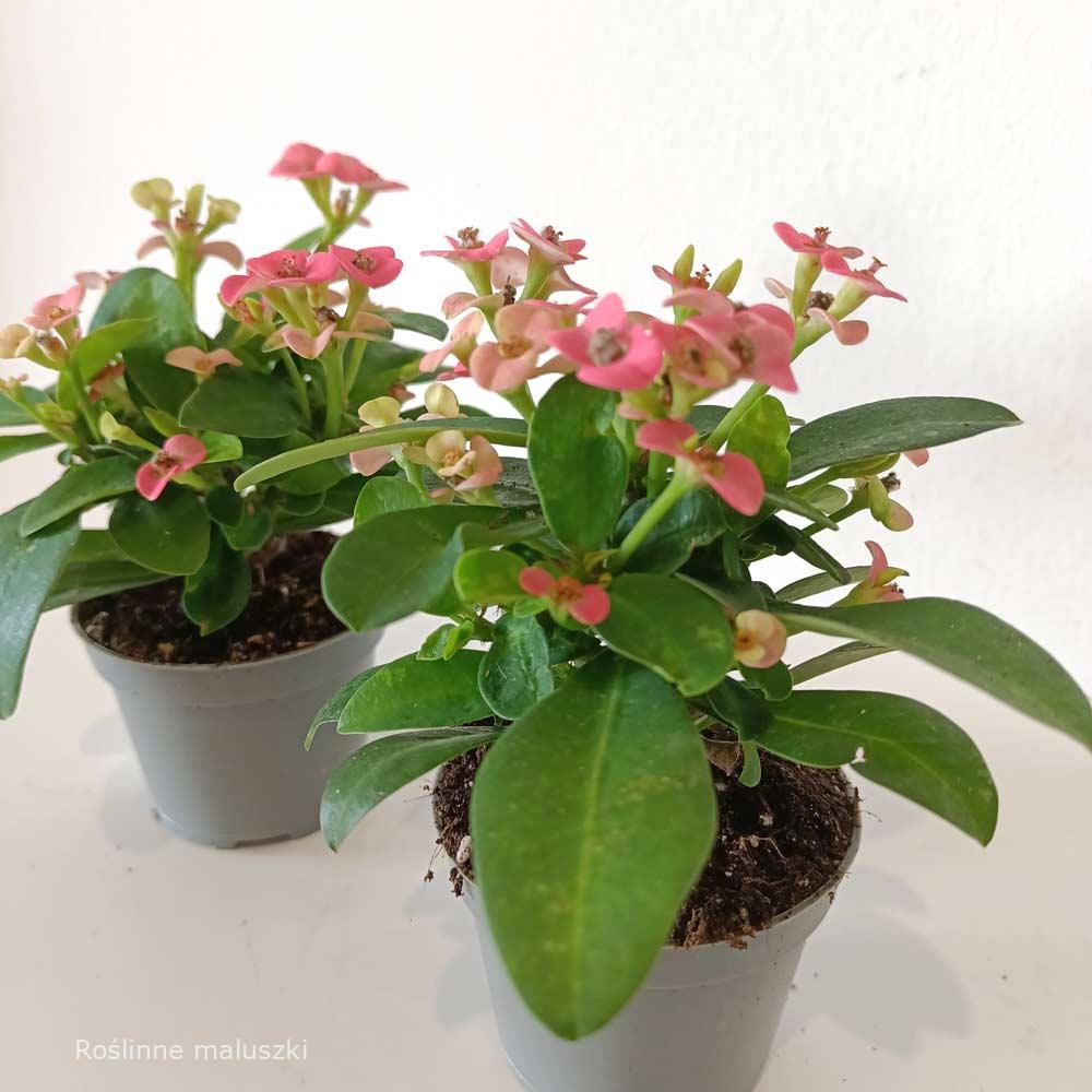 Euphorbia milii Rhea