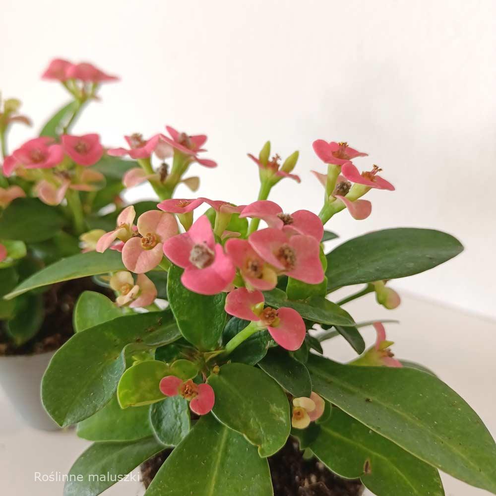 Euphorbia milii Rhea