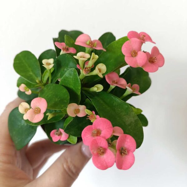 Euphorbia milii Rhea