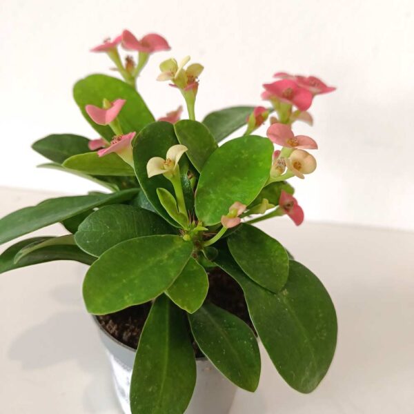 Euphorbia milii Rhea
