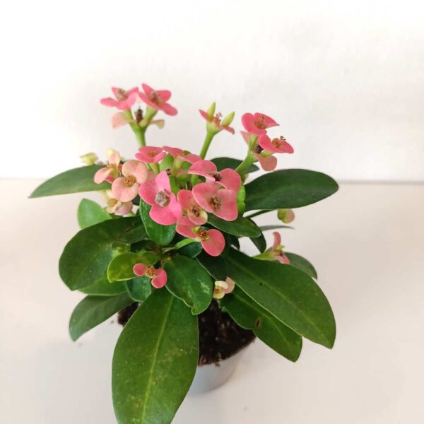 Euphorbia milii Rhea