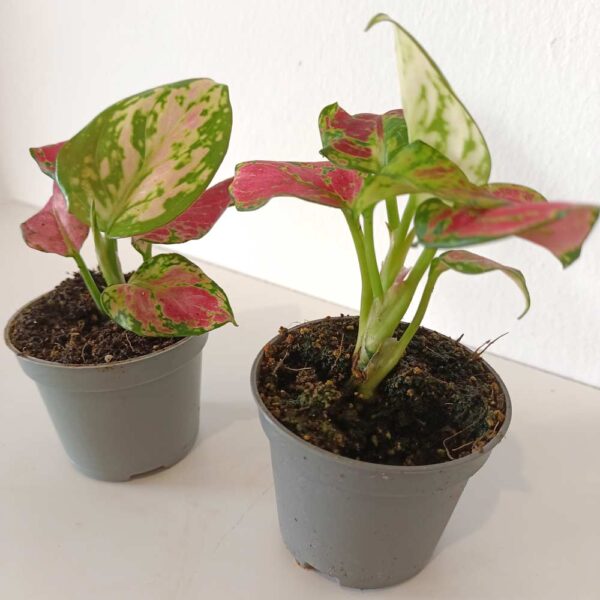 Aglaonema Pinky Promise