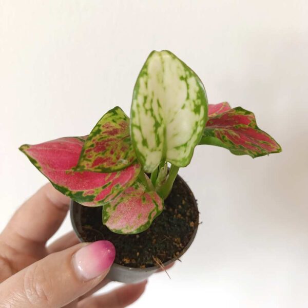 Aglaonema Pinky Promise