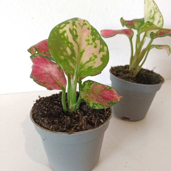 Aglaonema Pinky Promise