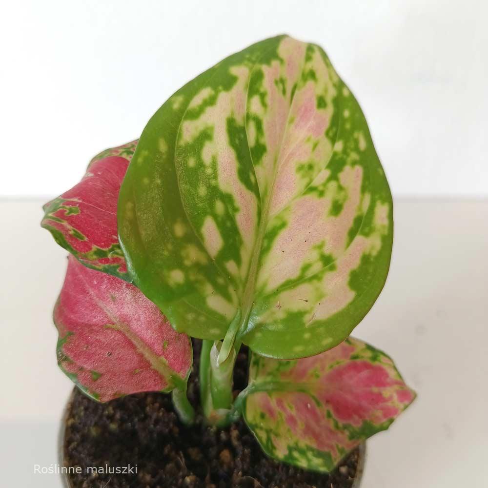 Aglaonema Pinky Promise