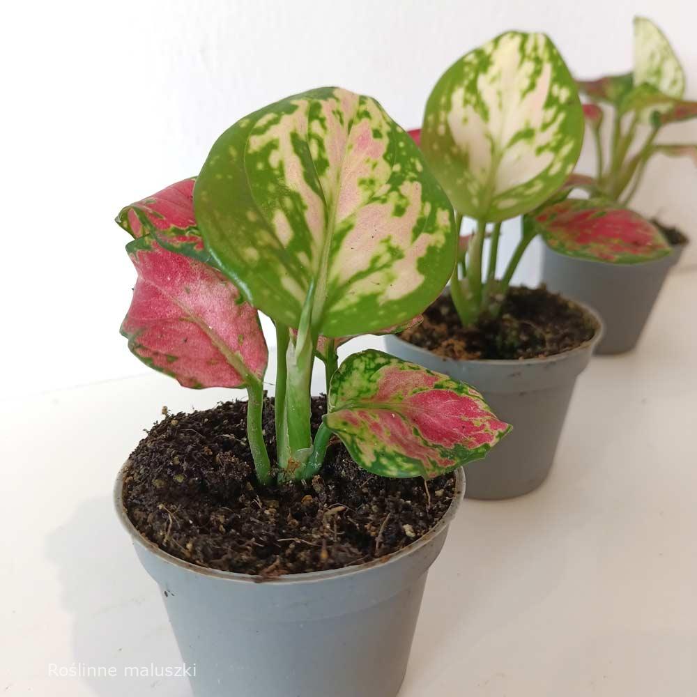 Aglaonema Pinky Promise