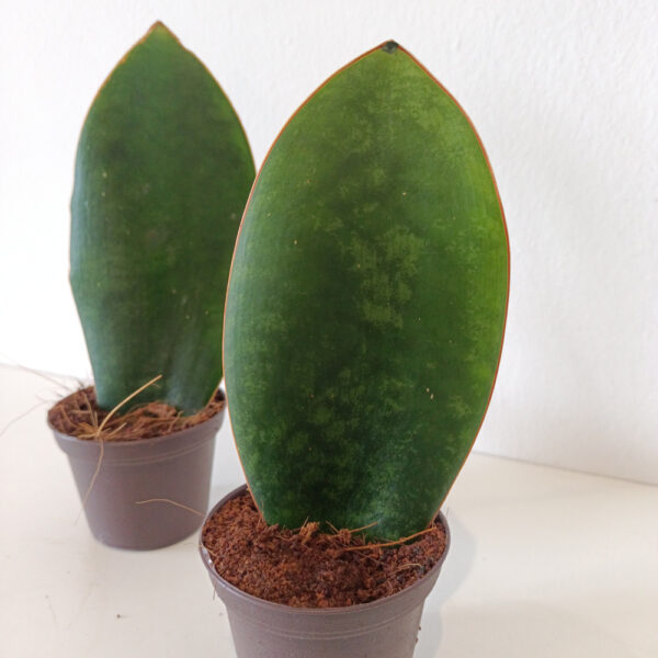 Sansevieria masoniana Congo