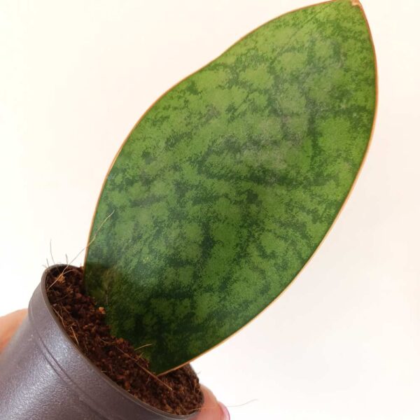 Sansevieria masoniana Congo