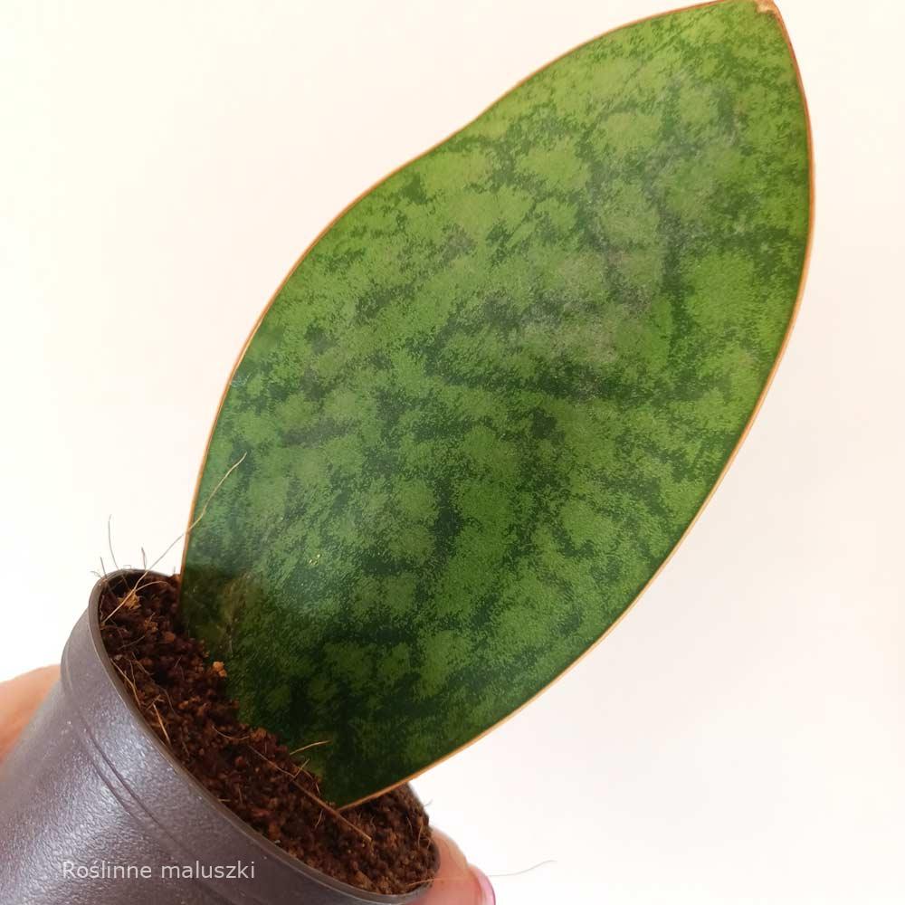 Sansevieria masoniana Congo