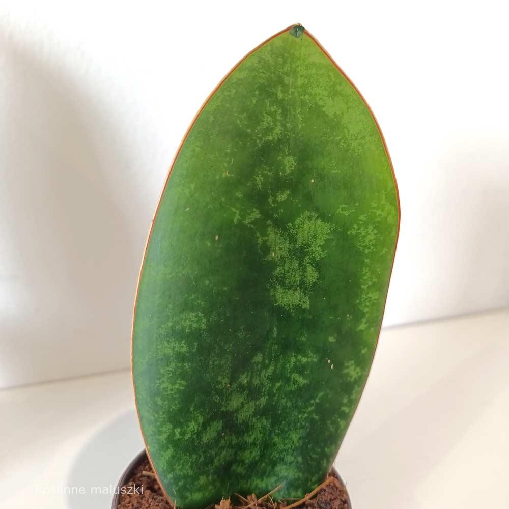 Sansevieria masoniana Congo