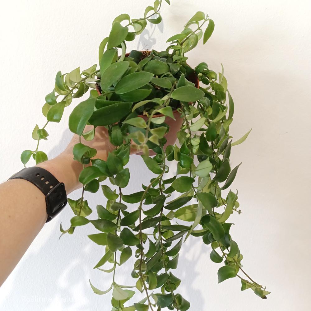 Aeschynanthus Rasta