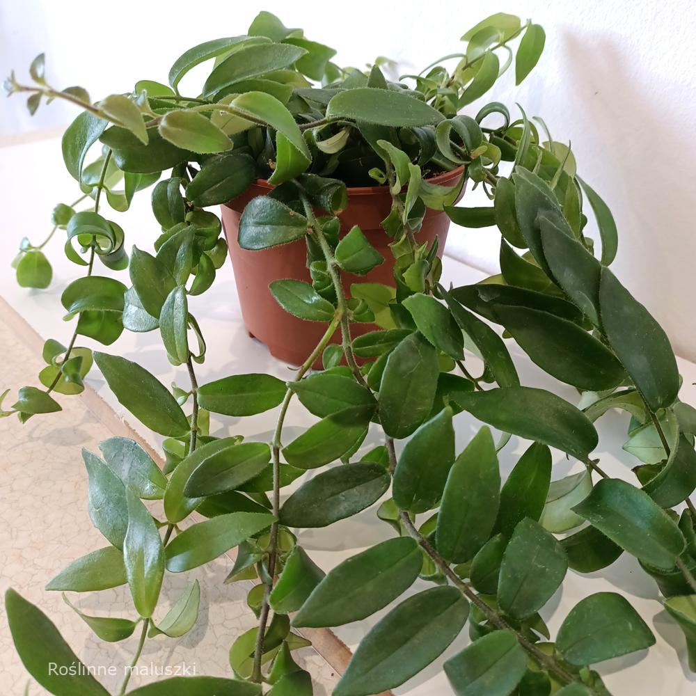 Aeschynanthus Rasta