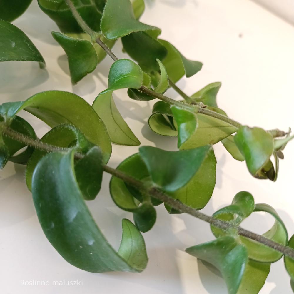Aeschynanthus Rasta