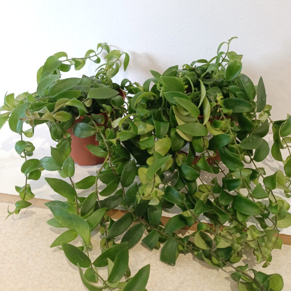 Aeschynanthus Rasta
