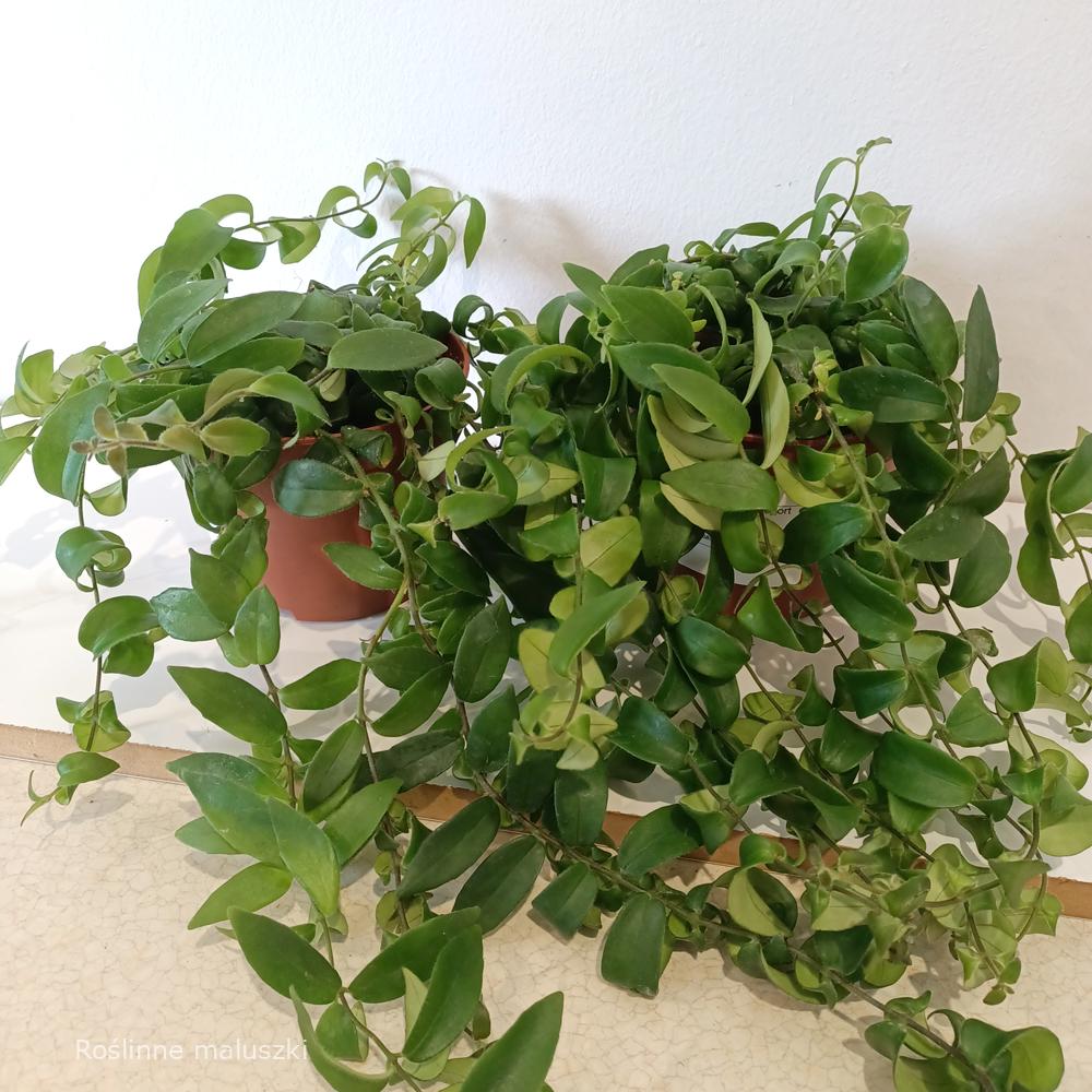 Aeschynanthus Rasta