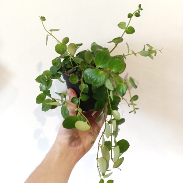 Aeschynanthus Pink Polka
