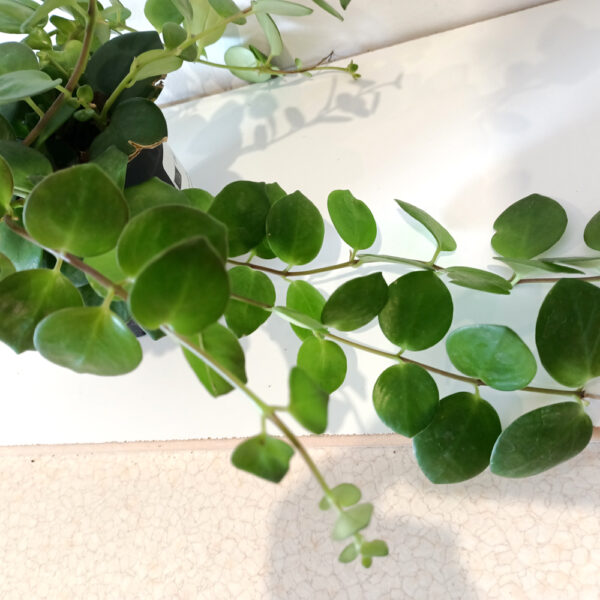 Aeschynanthus Pink Polka