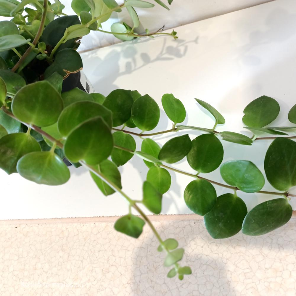 Aeschynanthus Pink Polka